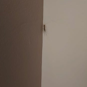 Jolly Tur Balkan Turu ( 17 & 24 Haziran 2024 )