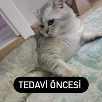 Akhisar Bilge Veteriner Kliniği Yanlış Tanı Ve Tedavi Sonuçları!