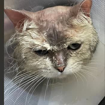 Akhisar Bilge Veteriner Kliniği Yanlış Tanı Ve Tedavi Sonuçları!