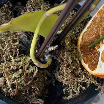 Çiçek Sepeti Çürümüş Çiçek Göndermek Kul Hakkı Yemektir!