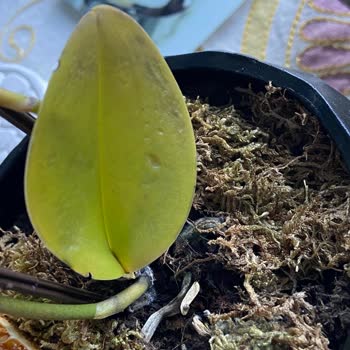 Çiçek Sepeti Çürümüş Çiçek Göndermek Kul Hakkı Yemektir!