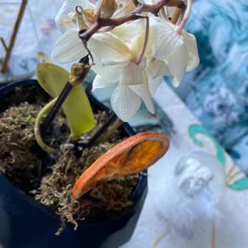 Çiçek Sepeti Çürümüş Çiçek Göndermek Kul Hakkı Yemektir!