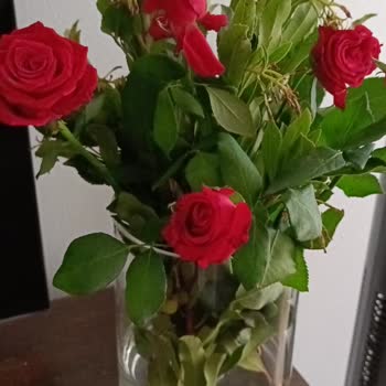 ÇiçekSepeti Görselle Aynı Olmaya Küçük Güller