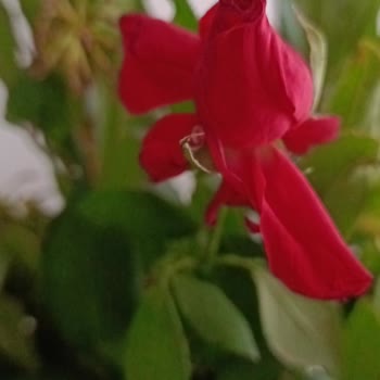 ÇiçekSepeti Görselle Aynı Olmaya Küçük Güller