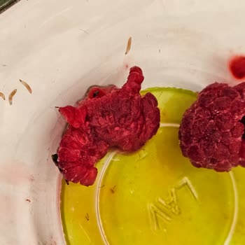 File Market Harras Frambuaz Kurtlu Çıktı