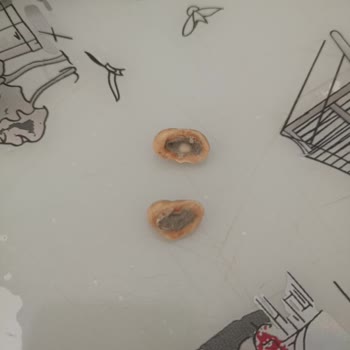 Kurtuluş Kuruyemiş Fındık İçinde Küf