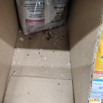 A101 Rize Engindere Mahallesi Fare Sorunu