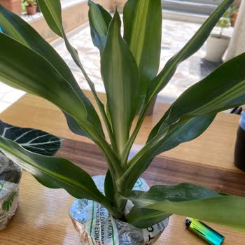 Betonish Bahaneler Üretmesi