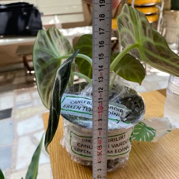 Betonish Bahaneler Üretmesi