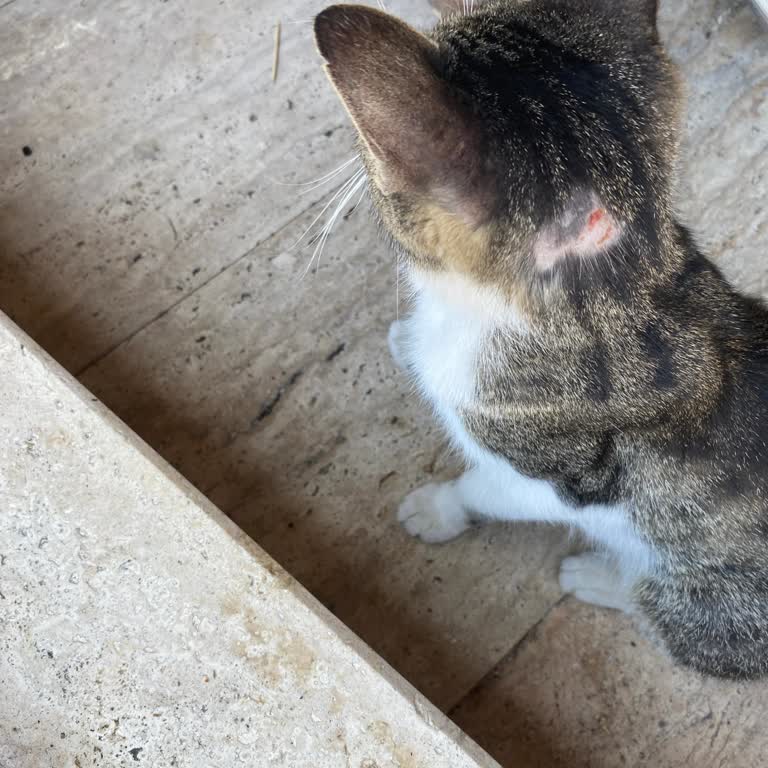 Beypazarı Belediyesi Taş Mektep Lokantası Kedileri Aç Bırakıyor