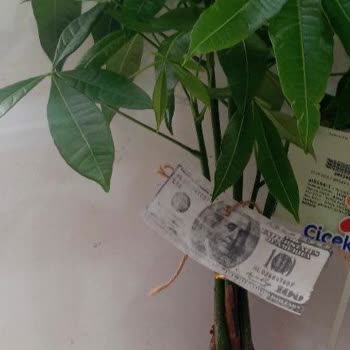 Çiçek Sepeti Ve Satıcı Şikayeti