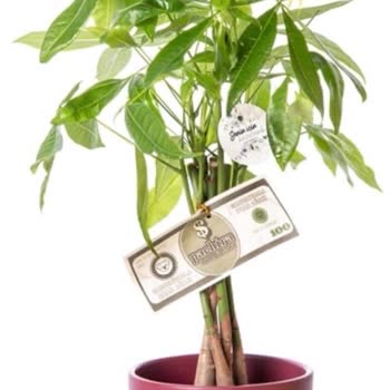 Çiçek Sepeti Ve Satıcı Şikayeti