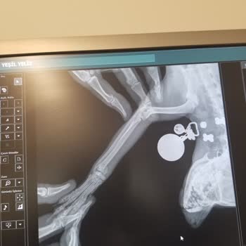 Tüylü Dostlar Veteriner Kliniği (Didim) Köpeğimin Ayağı Sakat Kaldı!