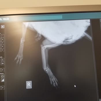 Tüylü Dostlar Veteriner Kliniği (Didim) Köpeğimin Ayağı Sakat Kaldı!