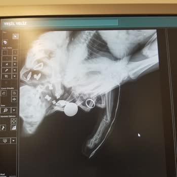 Tüylü Dostlar Veteriner Kliniği (Didim) Köpeğimin Ayağı Sakat Kaldı!