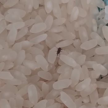 A101 Ovadan Osmancık Pirinç