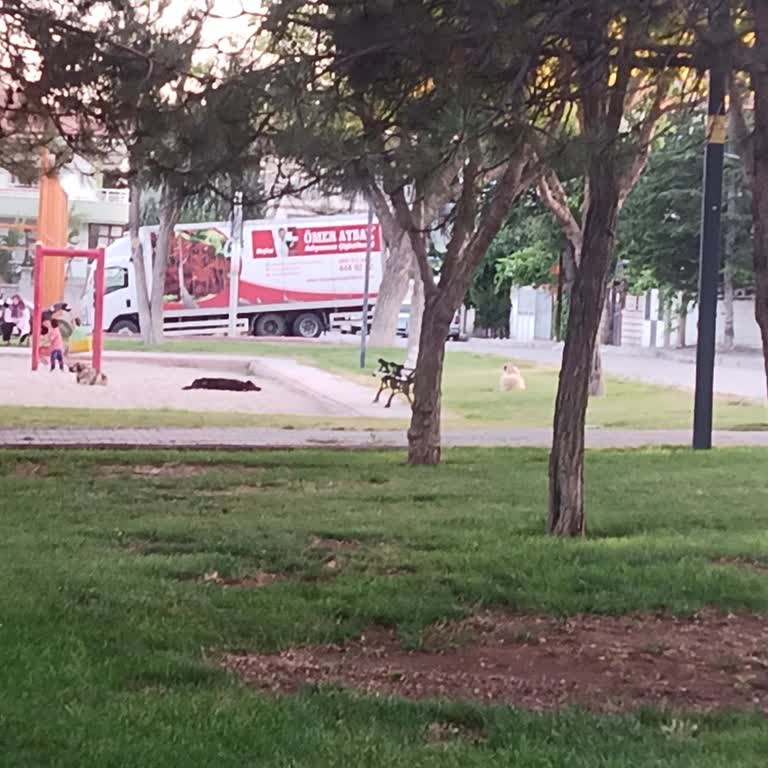 Selçuklu Belediyesi (Konya)  Sokak Köpekleri Toplansın!