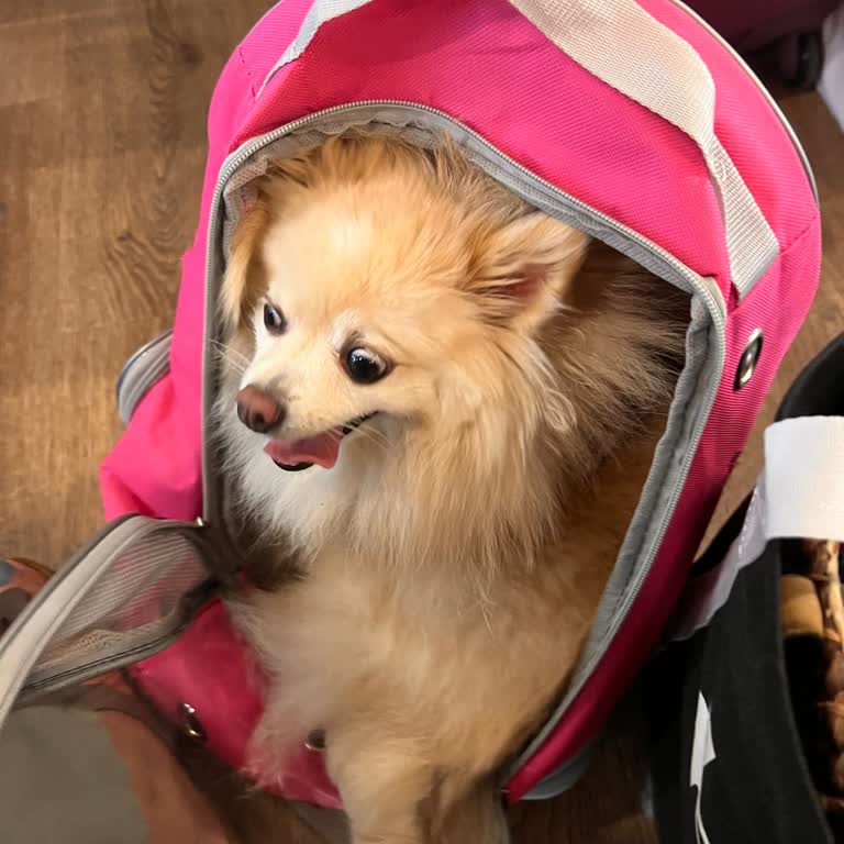 Pegasus Bodrum 21:35 Şikayet