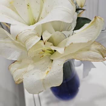 Çiçek Sepeti Çürümüş Çiçekler