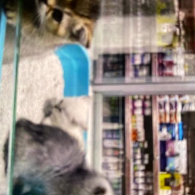 Von Alp Petshop Petshop Hayvan Satışı