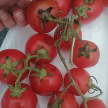 Getir Büyük Ürünleri Çok Kötü