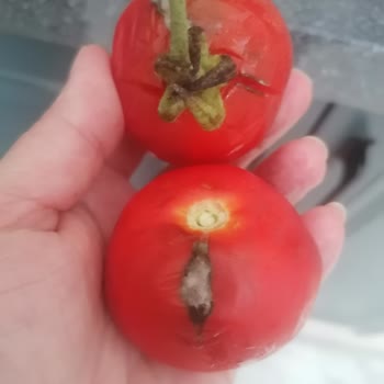 Getir Büyük Ürünleri Çok Kötü