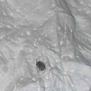 Duru Bulgur Kuru Fasulyenin İçinden Böcekler Çıktı
