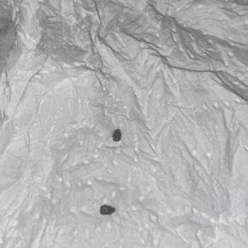 Duru Bulgur Kuru Fasulyenin İçinden Böcekler Çıktı