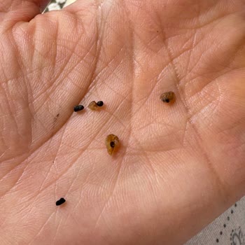 Makarna Lütfen Aldığım Ürünümden Böcek Çıktı