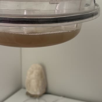 Aba Yıkama Koltuk Yıkama Yerine Kendi Egolarını Yükseltiyorlar