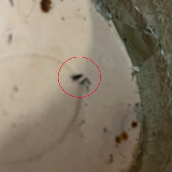 Divarese Ayakkabı Tabanındaki Görünmeyen Çiviler Sonucu Oluşan Sağlık Sorunu