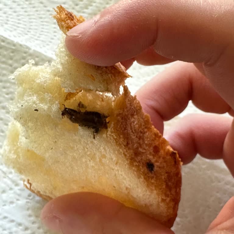 Tandır Fırın Ekmekten Böcek Çıktı