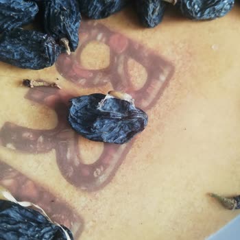 Dudu Çerez Özbek Üzümleri Kurtlanması