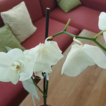 Çiçek Sepeti Kötü Ve Görselden Farklı Ürün Gönderdi