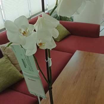 Çiçek Sepeti Kötü Ve Görselden Farklı Ürün Gönderdi