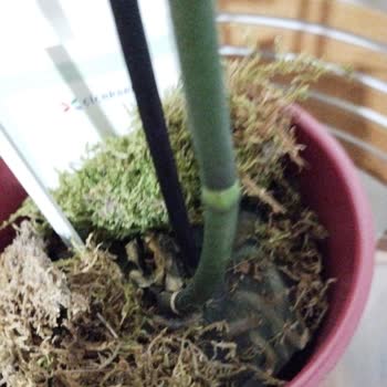 Çiçek Sepeti Kötü Ve Görselden Farklı Ürün Gönderdi