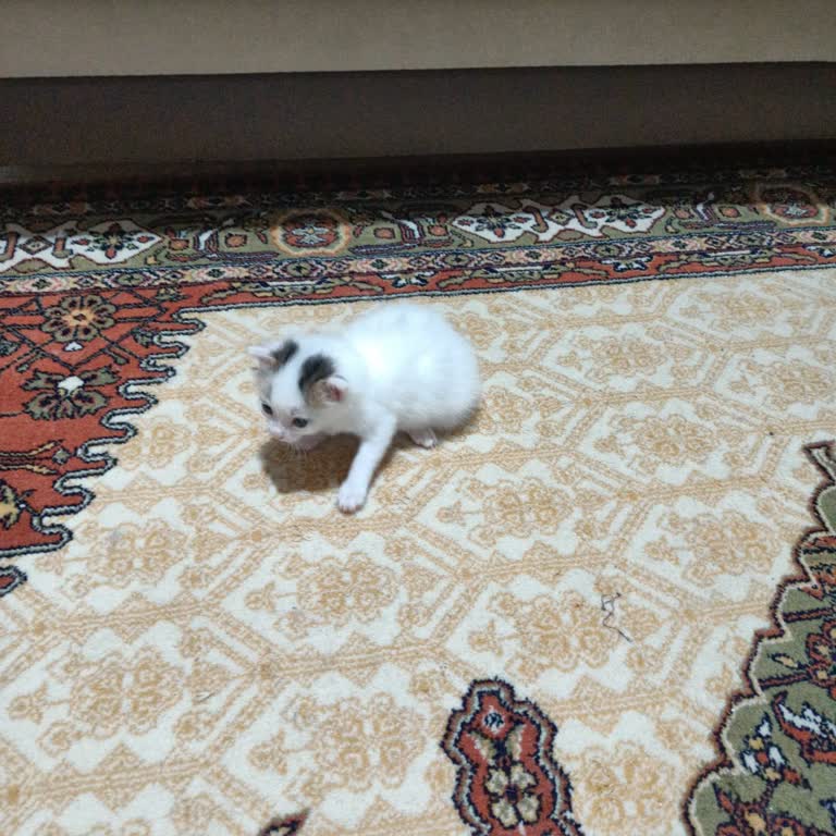 Sürat Kargo Yeni Doğmuş Kediyi Sokağa Atmışlar