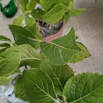 1001 Fidan (1001fidan.com) 1001 Fidan İlk Ve Son Kez Olacak Sipariş