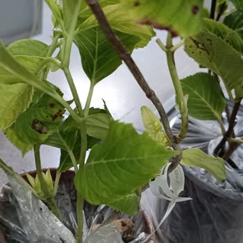 1001 Fidan (1001fidan.com) 1001 Fidan İlk Ve Son Kez Olacak Sipariş