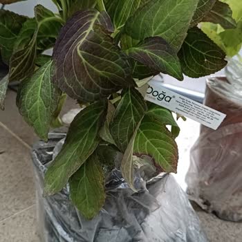 1001 Fidan (1001fidan.com) 1001 Fidan İlk Ve Son Kez Olacak Sipariş