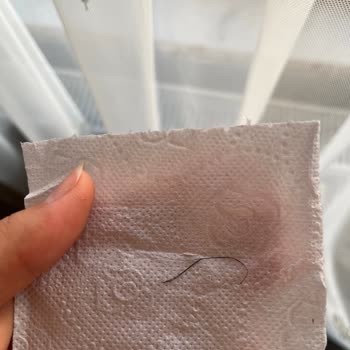 Pasaport Pizza Pizzadan Çıkan Kirpik