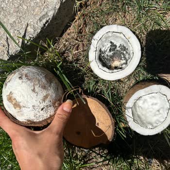 Migros Küflü Böcekli Hindistan Cevizi Gönderdi
