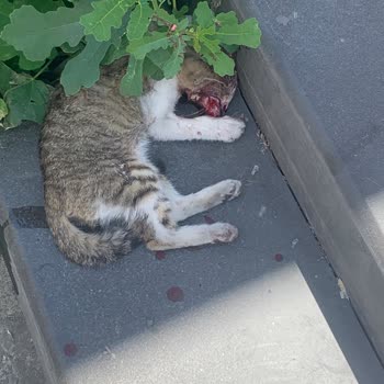 Gaziosmanpaşa Belediyesi Sokak Kedisi Canice Öldürülmüş