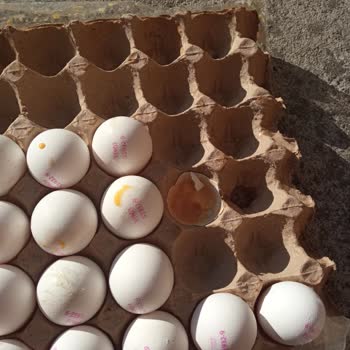 BİM'den Aldığım 1 Koli Yumurta Kırık Çıktı