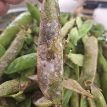 Migros Çürük Ürün Gönderdi