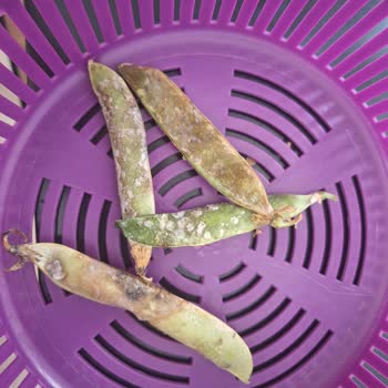 Migros Çürük Ürün Gönderdi