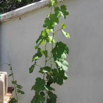 Fidan Diyarı (fidandiyarim.com) Dürüst Ve Cesur Olun