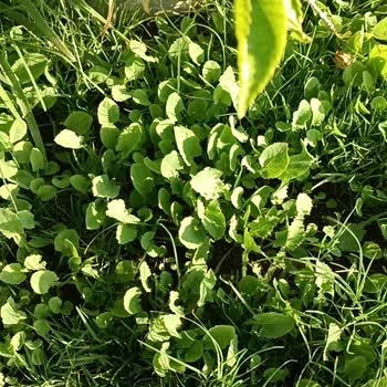 Akademi Tohum Çim Değil Yabani Ot Tohumu Satıyor!