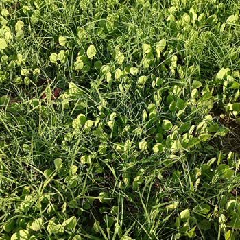 Akademi Tohum Çim Değil Yabani Ot Tohumu Satıyor!