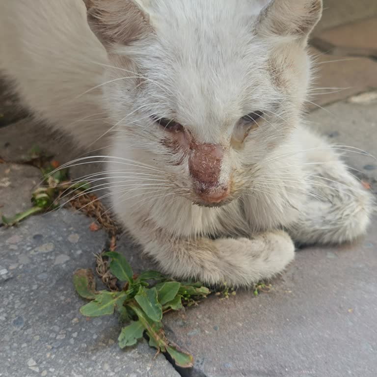 Esenler Belediyesi Veteriner Hizmetleri Hasta Kedi İle İlgilenmedi